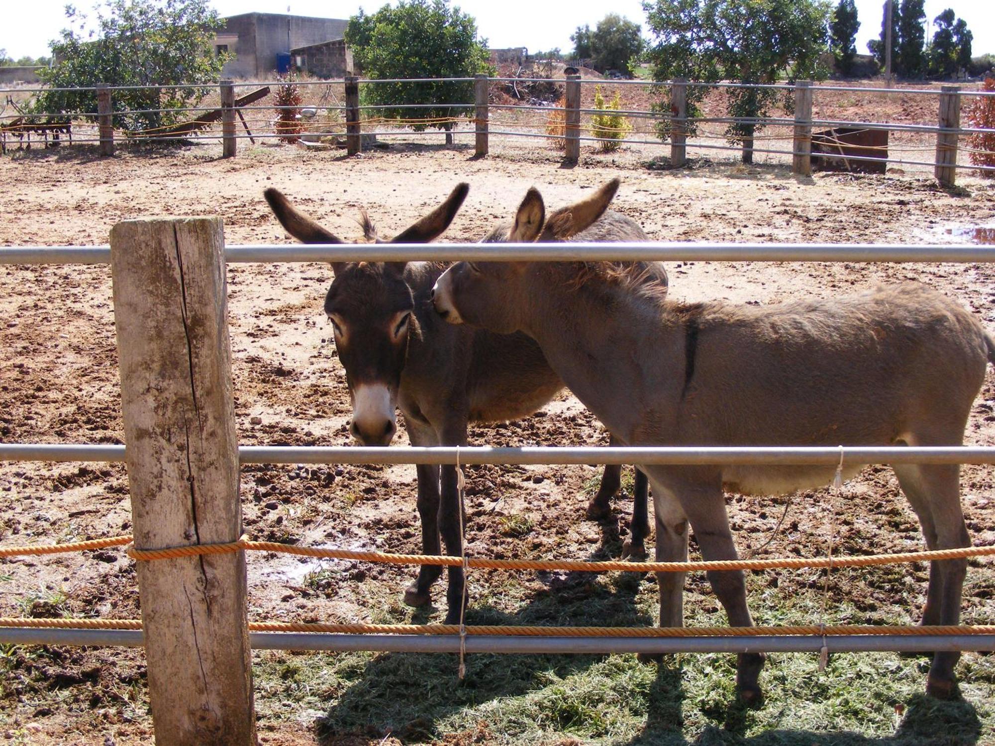 Agroturismo Finca Sant Blai Campos  Extérieur photo