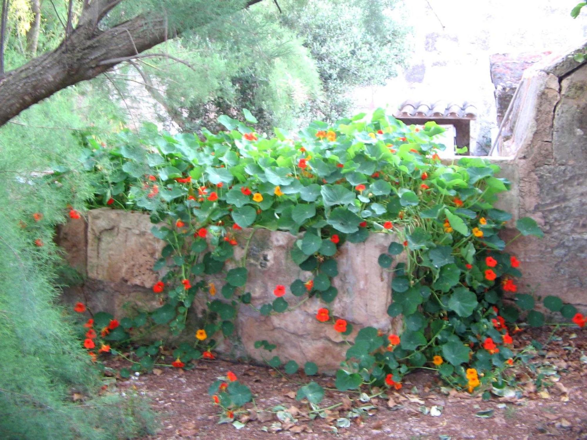 Agroturismo Finca Sant Blai Campos  Extérieur photo