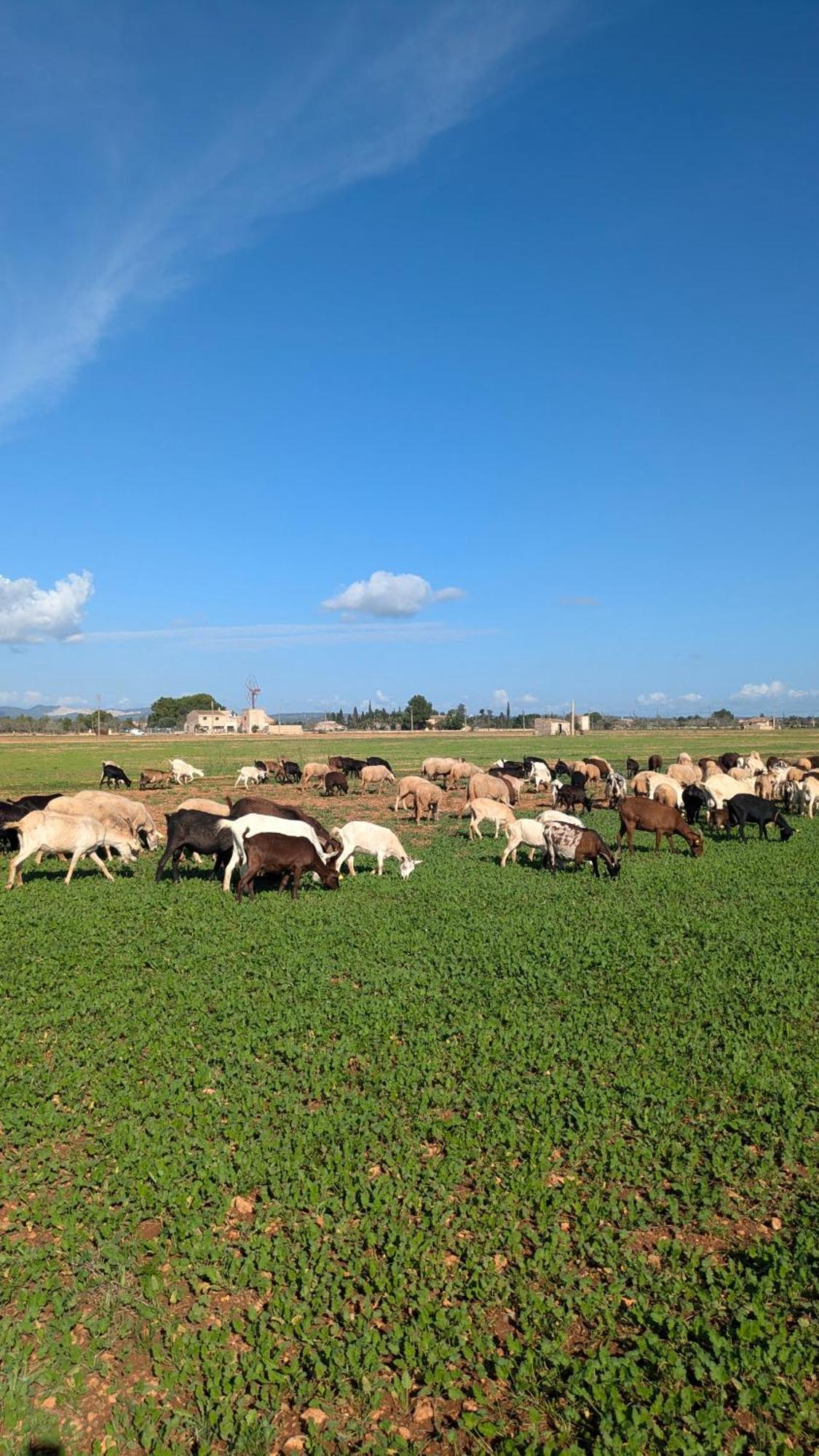 Agroturismo Finca Sant Blai Campos  Extérieur photo