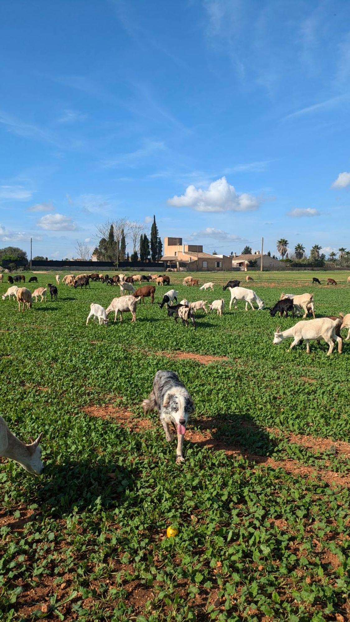 Agroturismo Finca Sant Blai Campos  Extérieur photo