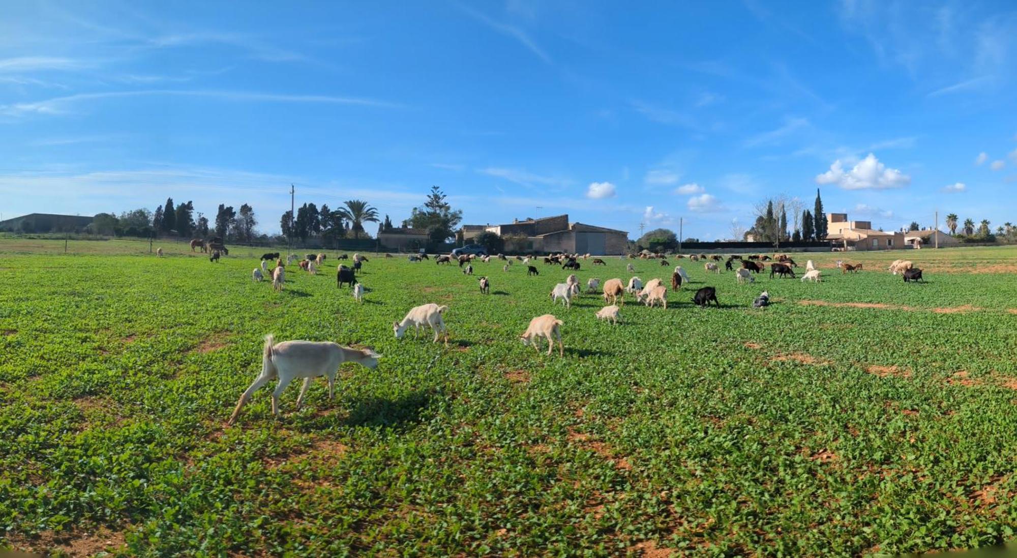 Agroturismo Finca Sant Blai Campos  Extérieur photo